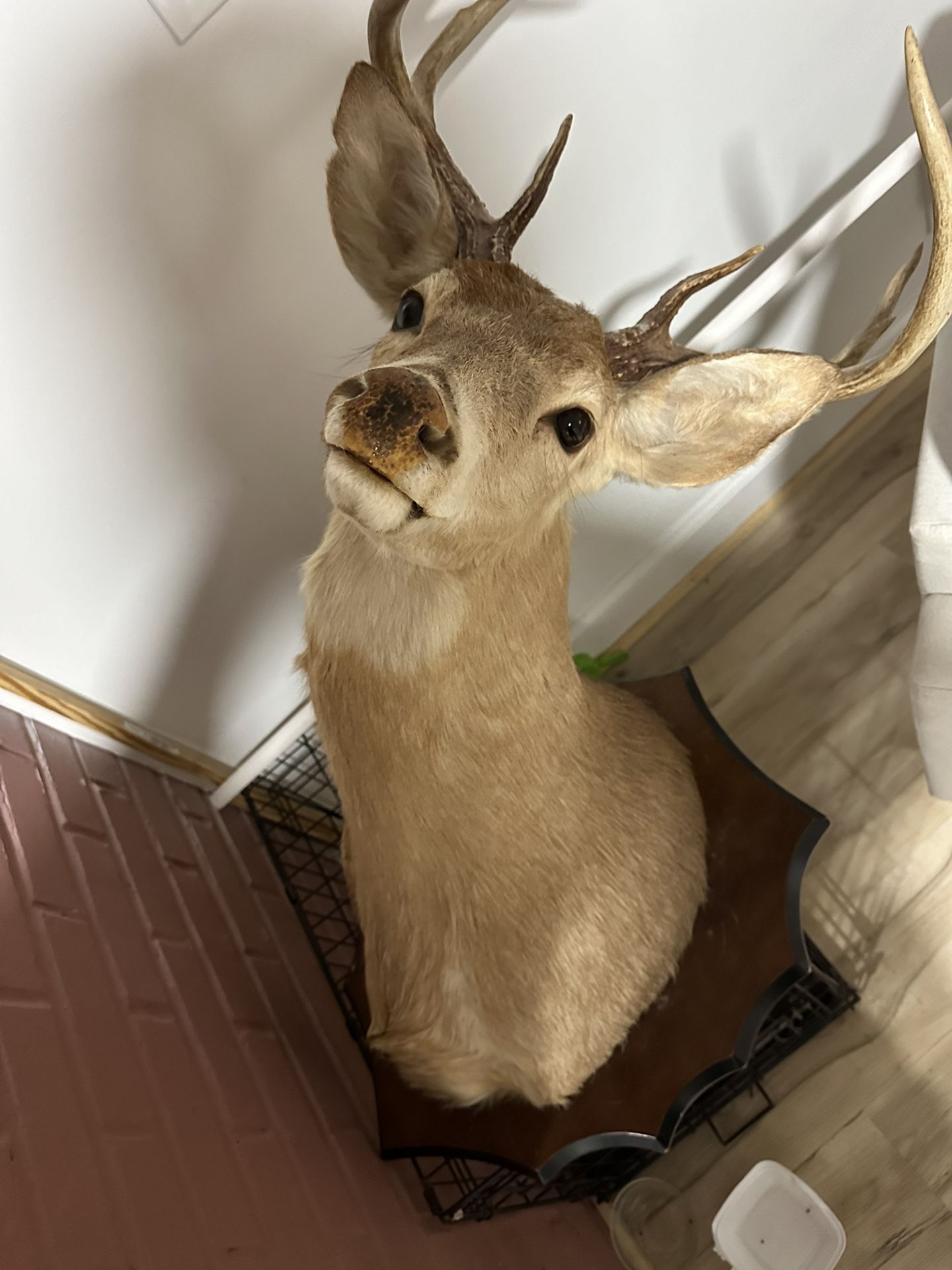 Deer Head