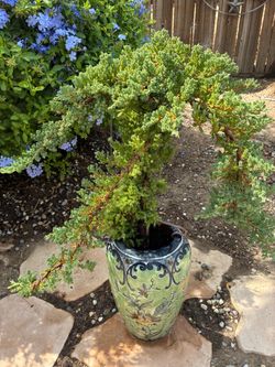 Japanese garden Juniper in a beautiful hand-painted vase Bonsai Miyagi style Japanese garden Juniper in a beautiful hand-painted vase