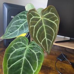 Anthurium Crystallinum