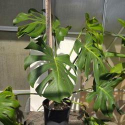 Beautiful Monstera Deliosa Plant