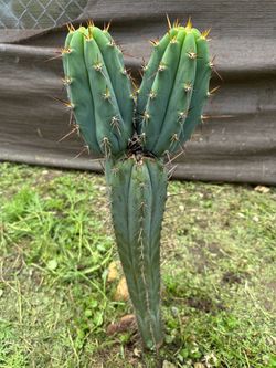 San pedro cactus , peruvian flame, TBM short form