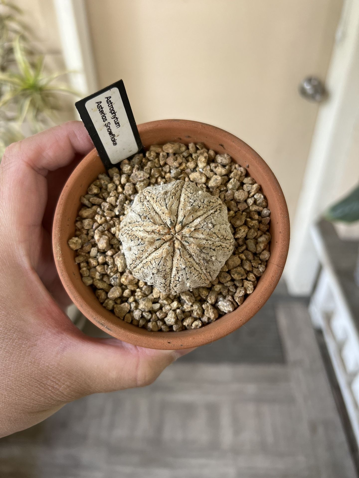 Astrophytum Asterias Snowflake