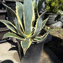 Agave 