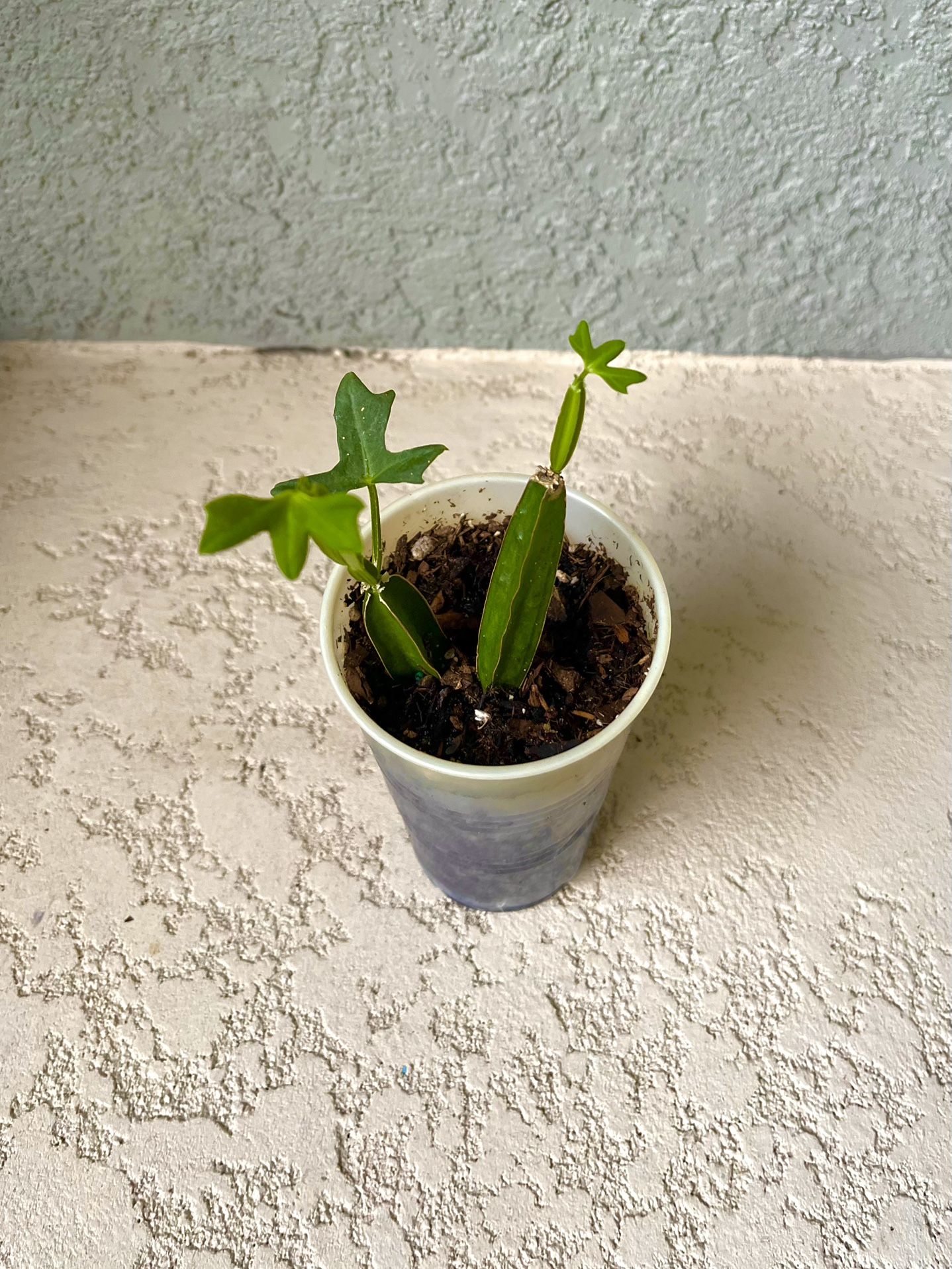 Cissus Quadrangularis Plant