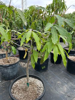 Maha Chanook mango tree