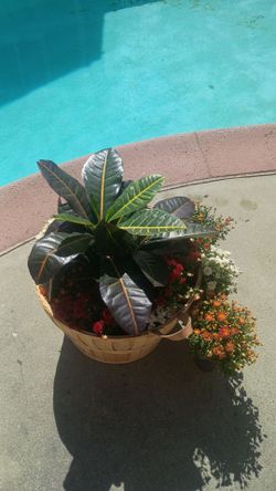 Plants