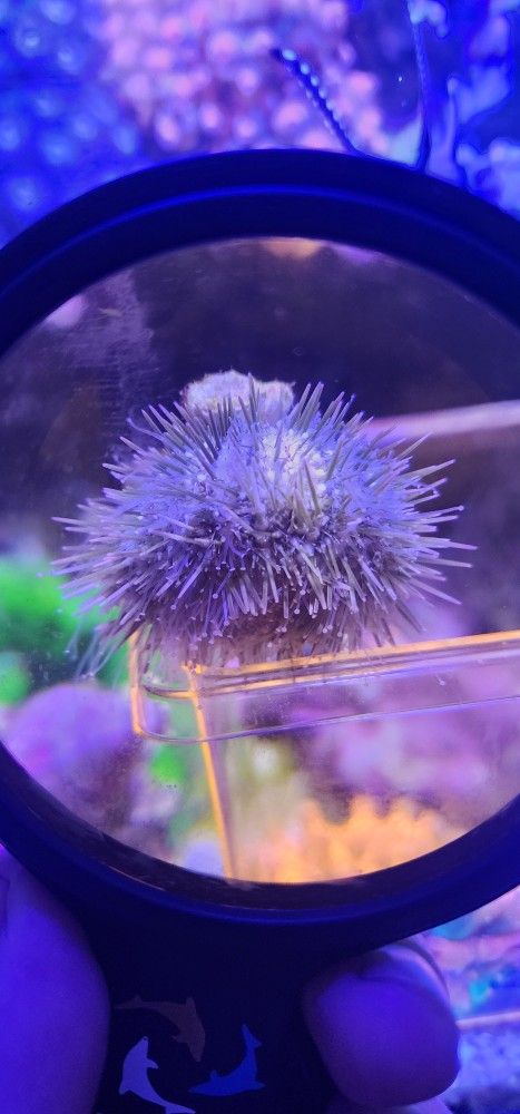Aquarium pincushion urchin