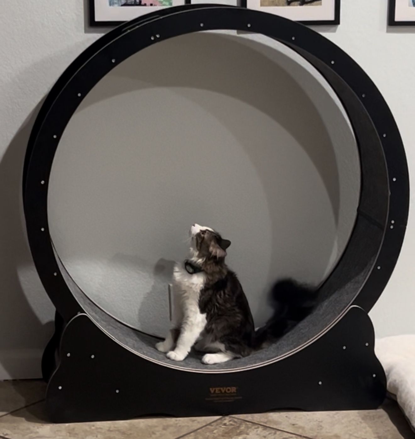 VEVOR XL Cat Wheel – Great Condition, Priced to Go!