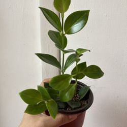 Lipstick Plant Mona Lisa 