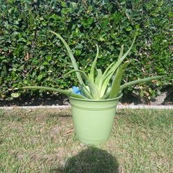 ALOE VERA PLANT