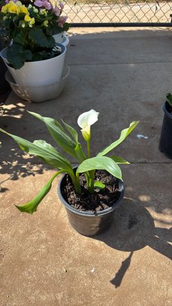 Calla Lily