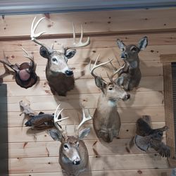 Taxidermy Mounts