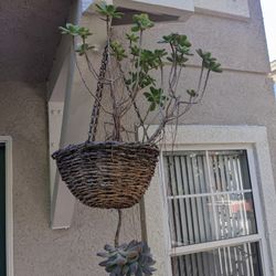 Hanging Succulents