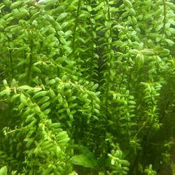 Last Available Aquarium Plant Package 