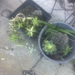 Free All succulents and other plants