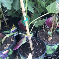 Ficus Carica Beers Black Fig Dwarf Species Plants Trees 