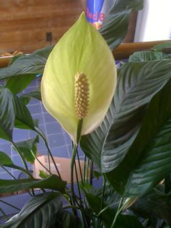 Peace Lily plant $15.00  ea. start