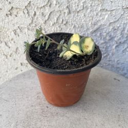 4 Inch Pot Succulent Plant - Sedum Siebold’s Variegated - Hylotelephium Sieboldii - Rooted & Established - Drought Resistant 🪴