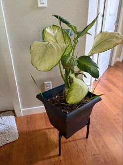 Dieffenbachia Dumb Cane Plant with Black Planter and Stand