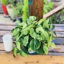 Live Indoor Brasil Cordatum plant in a 8-inch hanging plastic nursery planter pot—firm price