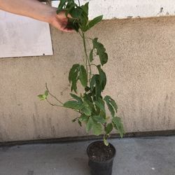Passionfruit Fruit Vine Plant 