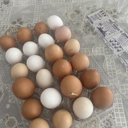 Fresh organic eggs