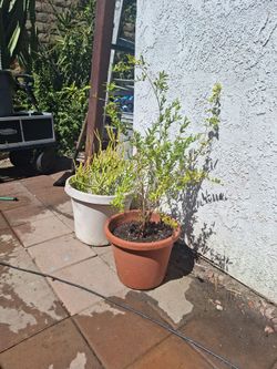 Pomegranate tree and cacti
