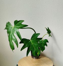 Philodendron Radiatum