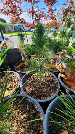 Japanese Black Pine
