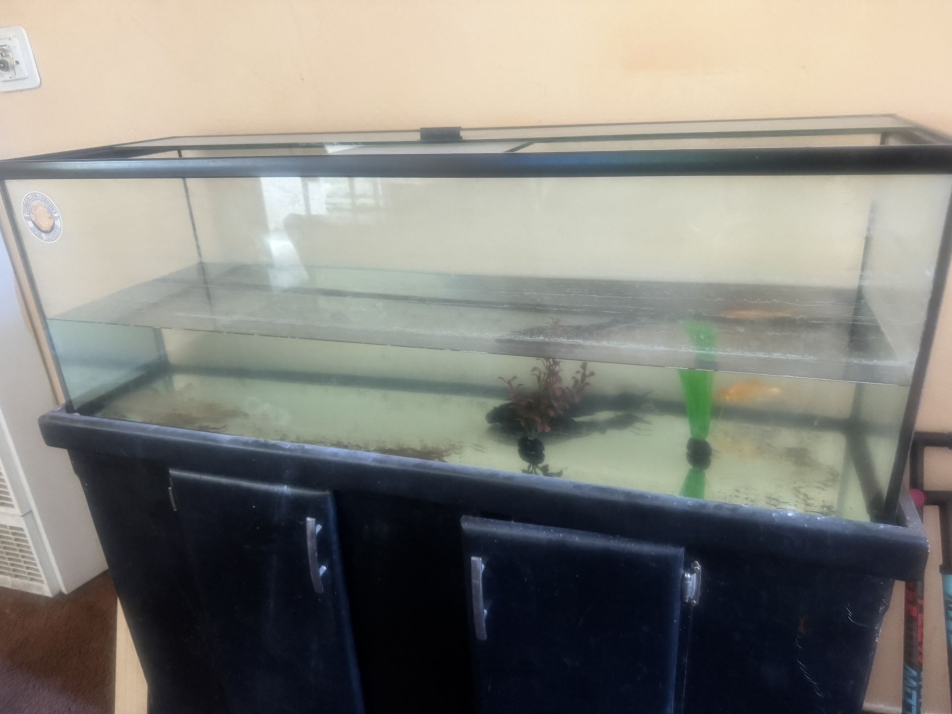 60 Gallon Tank