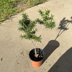 Flowering Rosemary Plant Tree Herb