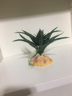 Star stern succulent