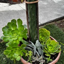 Nice Different Succulent Plants In A 9” By 11” Plastic Pot 