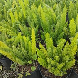 Foxtail Fern Hedges 3gl $6