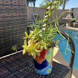 Colorful Ceramic Pot With Healthy Succulents