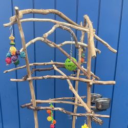 Médium Parrot Perch Tree - A Must Have For Mr Feathers … Breeder Direct, Lasts For Years! 
