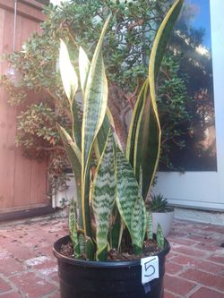 Snake plant (mother-in-law)