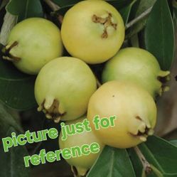 🌿Lemon Guava Tree 😋😋🪴