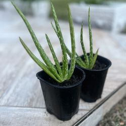 Health Plant Aloe Vera Succulent Cactus Plant Flower In Pot