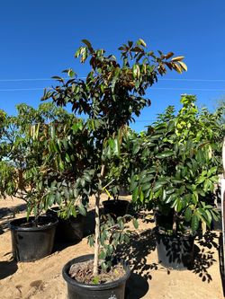 Chrysophyllum cainito, star apple or milk fruit tree, exotic tropical fruit tree