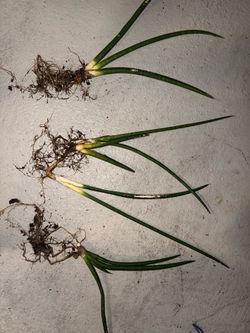 Tubular snake plants
