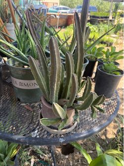 Succulent