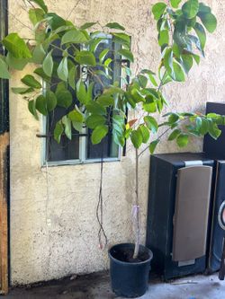 Chirimoya tree. Planta