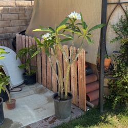 Plumeria