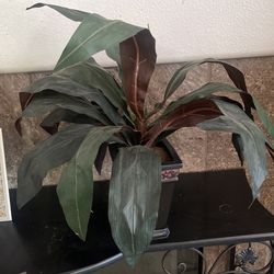 Nice Like A Real Plant