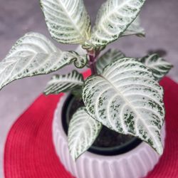 Snow White Zebra Plant