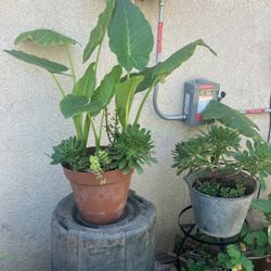 Plants Nice 