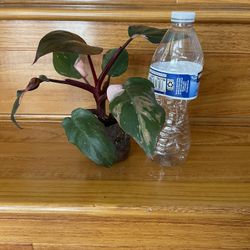 Philodendron Pink Princess Plant 