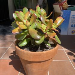 Sunset Jade Succulent Plant 