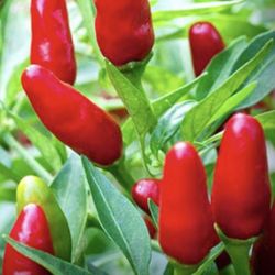 Thai Very Hot Red Pepper Seedling Plants Fully Rooted